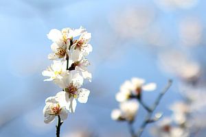 The Almond Blossom van Cornelis (Cees) Cornelissen