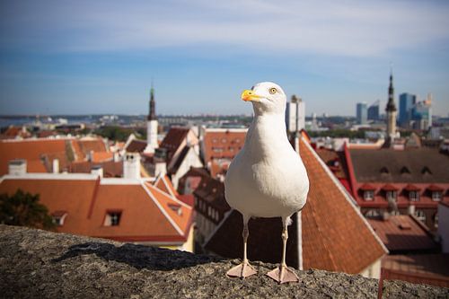 Tallinn Estonie