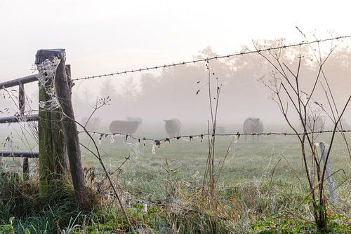 Sonnenaufgang, Schafe im Nebel von Sjoukje Kunnen