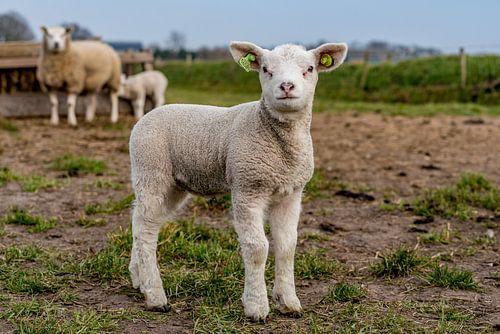 Fotoshoot 02 lammetje Texel