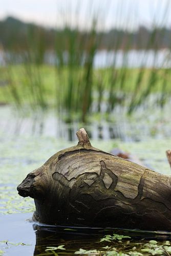 Gekerfd hout