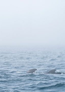 Pilot whales in the mist by Ronald Buitendijk Fotografie