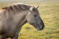 Konik horse in Solleveld nature reserve between The Hague and Monster