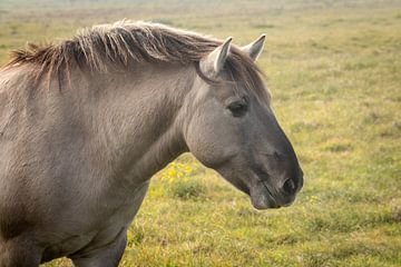 Konik-Pferd im Naturschutzgebiet Solleveld zwischen Den Haag und Monster von Shot By DiVa