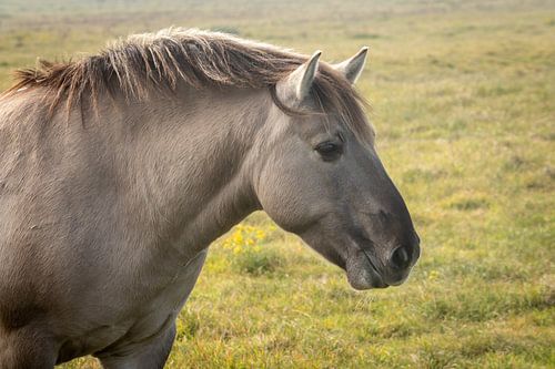 Konik horse in Solleveld nature reserve between The Hague and Monster