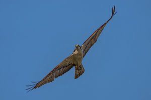 Chasse au balbuzard.