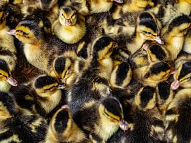 Ducks by Stijn Cleynhens