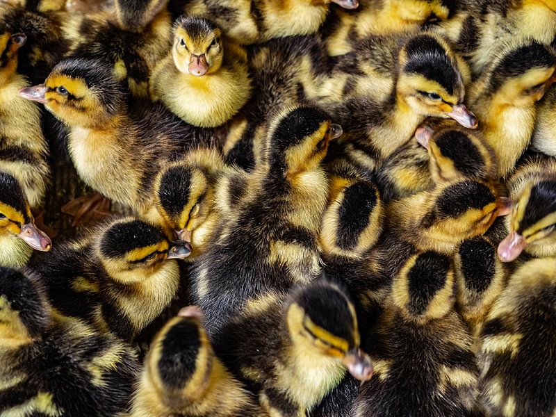 Enten von Stijn Cleynhens