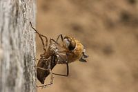Birth of a dragonfly