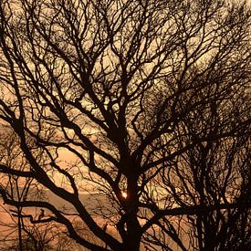 Baum im Abendlicht von Caroline de Brouwer