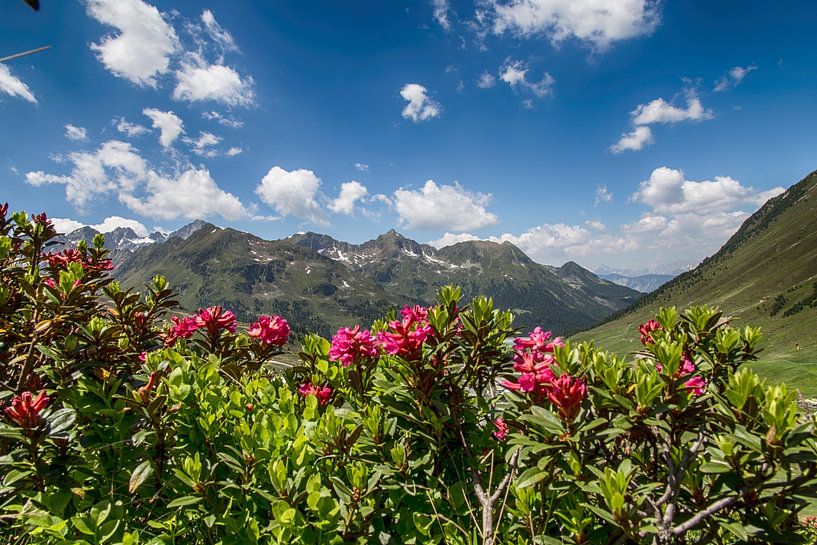 Alpenrozen in Kühtai van Fabian Roessler