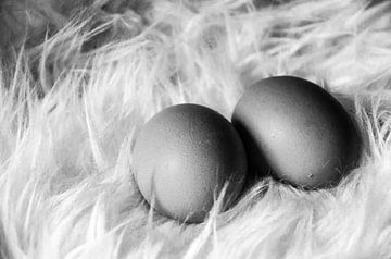 Zwei Eier auf einem Schaffell von Eline Willekens