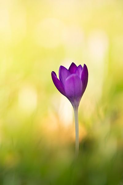 Crocus by Andrea Hofstra