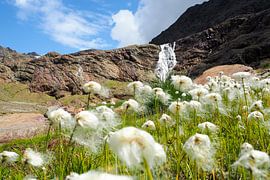 Italy Cottongrass in the Alps by Miriam Schwarzfischer Fotografie