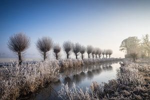 Frost an den alten Kopfweiden