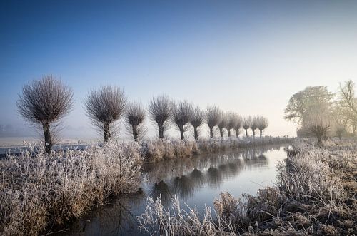 Vorst op de oude knotwilgen