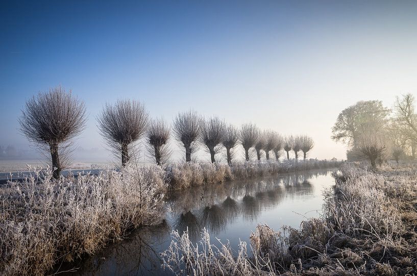 Frost on the old pollard willows by Jürgen Schmittdiel Photography