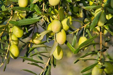 Olives in Provence by Tanja Voigt