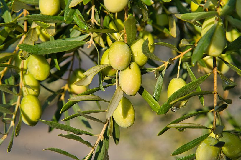 Oliven in der Provence von Tanja Voigt
