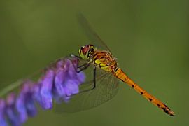 Kempen heidelibel sur Jan-Freerk Kloen