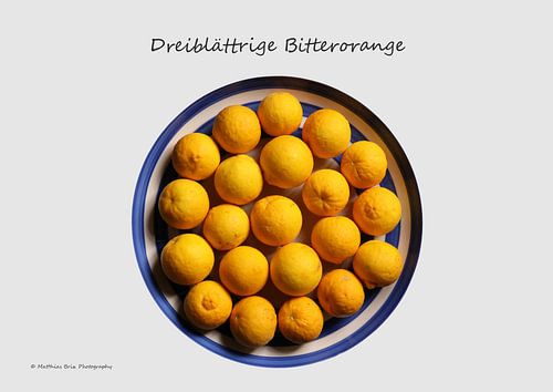 Oranger amer à trois feuilles