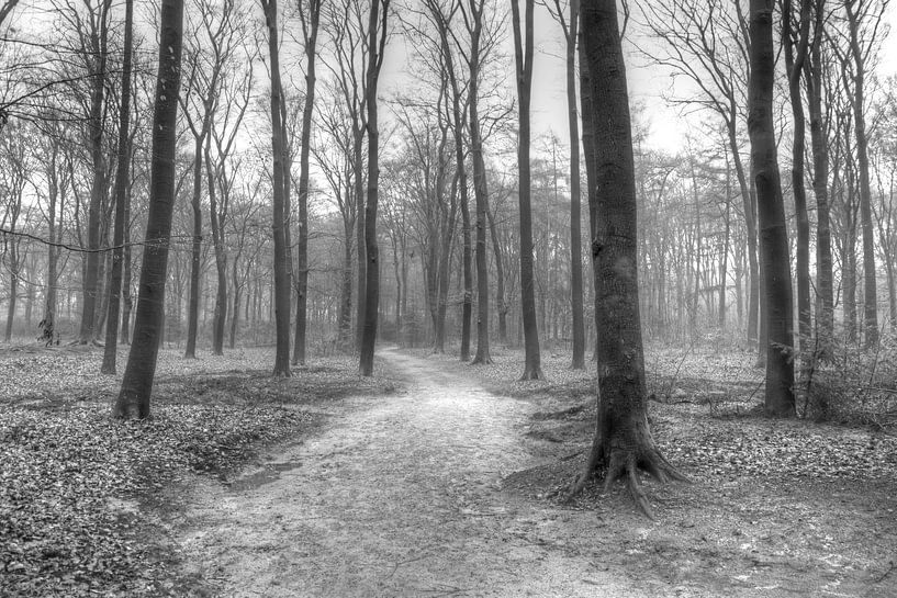 Wald schwarz und weiß von Elbertsen Fotografie