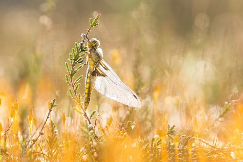 Platbuik op de heide