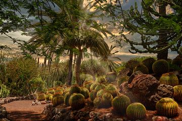 Jungle of Cacti by Dennis Schaefer