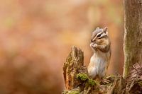 Dieren 3