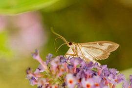 Buxusmot op vlinderstruik by Johan Slagers