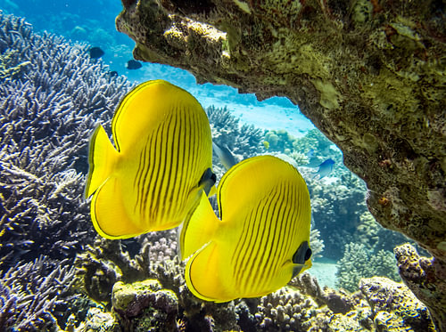 Masked butterflyfish – a yellow pair on the coral reef