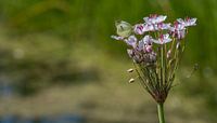 Weissen Schmetterling auf Blumen