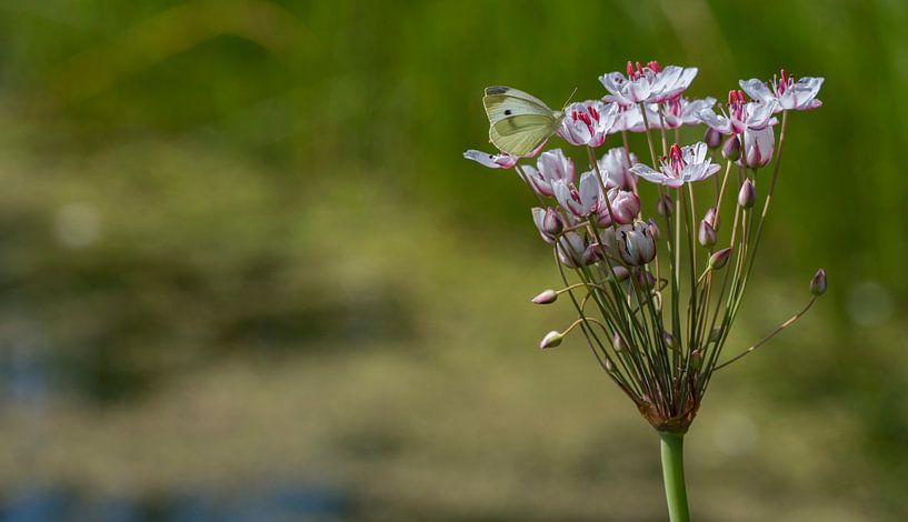 Weissen Schmetterling auf Blumen von Ingrid Ronde