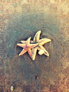 Seastar at the beach sur Toekie -Art