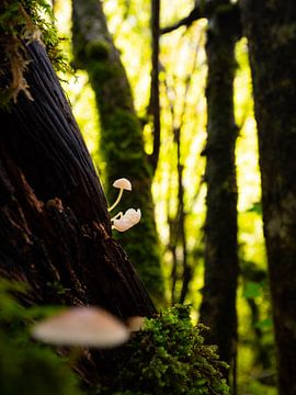 Champignons dans les forêts de Zagori, Grèce sur Teun Janssen