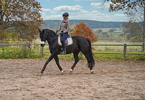 Training met het Beierse zwarte paard Baveria op een rijbak in de herfst