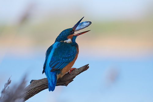 IJsvogel