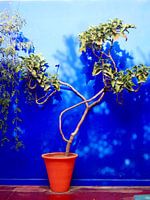 A tree in orange pot against bright blue wall