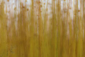 Flachs, aber anders
