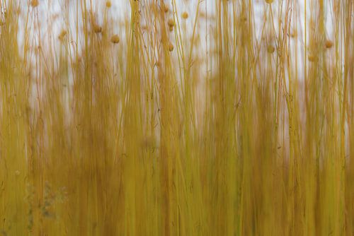 Flachs, aber anders