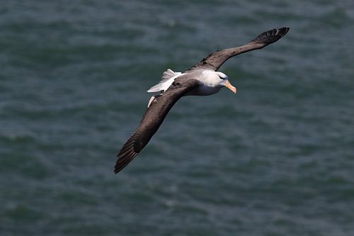 Zwartgegroefde albatros ( Thalassarche melanophris ) of Mollymawk Helgoland-eiland Duitsland