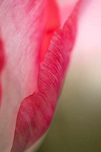 Tulpenblatt