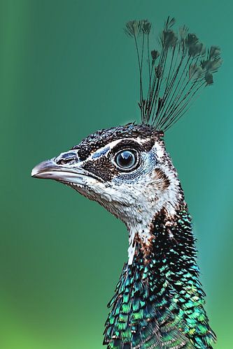 Mrs. Peacock