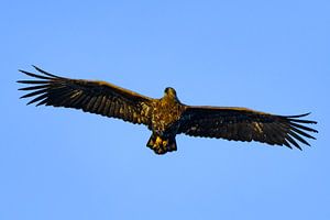 Seeadler die in einem Fjord jagen