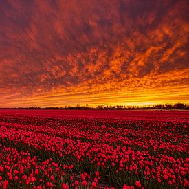 red tulips during sunset by peterheinspictures