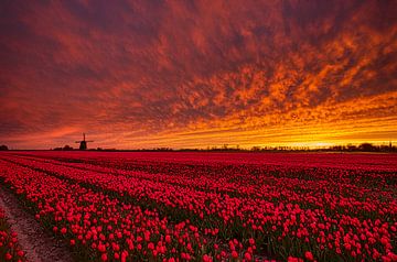 rode tulpen tijdens zonsondergang van peterheinspictures