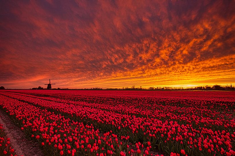 red tulips during sunset by peterheinspictures
