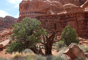 Arches National Park