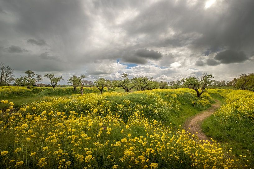 Dutch skies: threatening sky over rapeseed field by Moetwil en van Dijk - Fotografie
