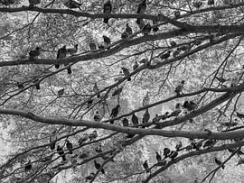 All the pigeons in the branch by Bianca Keijzer